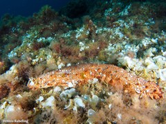 Holothuria arguinensis