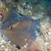 Tortonese's Stingray - Photo (c) Dennis Rabeling, some rights reserved (CC BY-NC-ND), uploaded by Dennis Rabeling