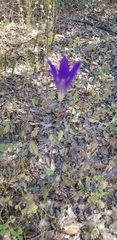 Brodiaea coronaria