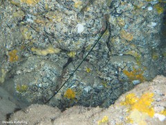 Bonellia viridis
