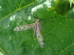 Tipula varipennis