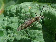 Tipula varipennis