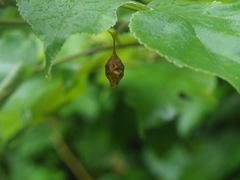 Cyrtarachne inaequalis