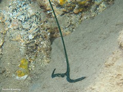 Bonellia viridis