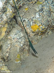 Bonellia viridis