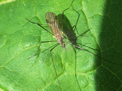 Chioneinae