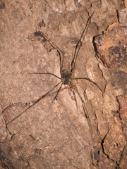 Opiliones