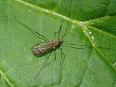 Chioneinae