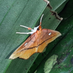 Midila daphne