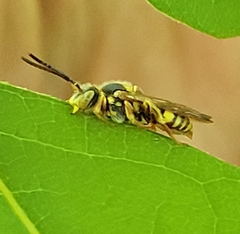 Nomada luteoloides