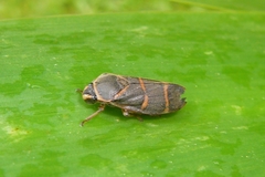 Phymatostetha circumducta