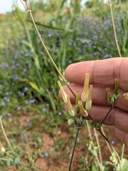 Cerastium perfoliatum