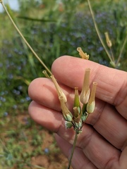 Cerastium perfoliatum