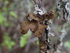 Tuckermanopsis platyphylla