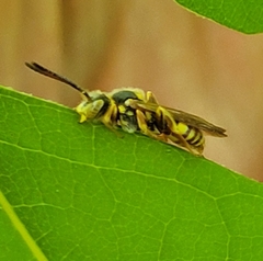 Nomada luteoloides