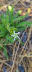 Horkelia clevelandii