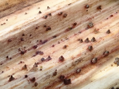 Leptosphaeria purpurea