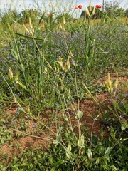 Cerastium perfoliatum