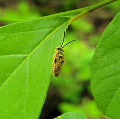Nomada luteoloides