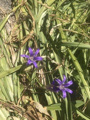 Brodiaea elegans