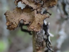 Tuckermanopsis platyphylla