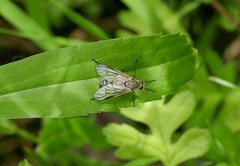 Rhagio vitripennis