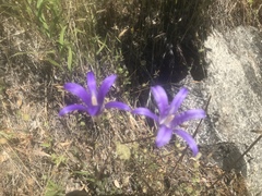 Brodiaea elegans