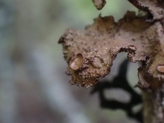 Tuckermanopsis platyphylla