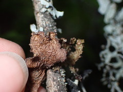 Tuckermanopsis platyphylla