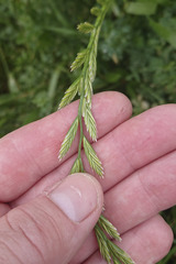 Lolium multiflorum × perenne