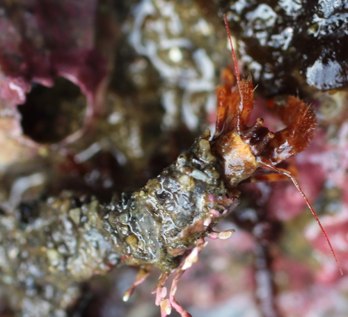 Discorsopagurus schmitti