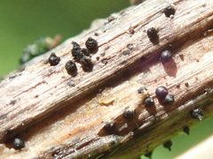 Leptosphaeria acuta