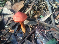 Cortinarius austrocinnabarinus