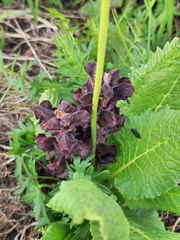 Orobanche gamosepala