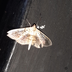 Pantographa