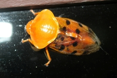 Opistharsostethus