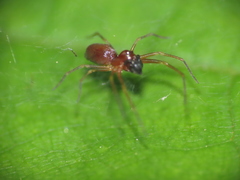Dictynidae