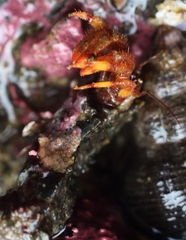 Discorsopagurus schmitti