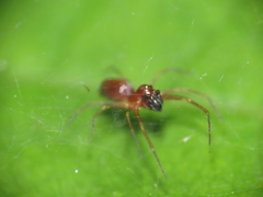 Dictynidae