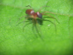 Dictynidae