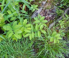 Maianthemum racemosum