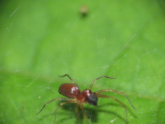 Dictynidae