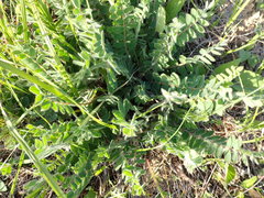 Astragalus dasyanthus
