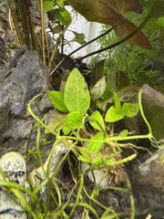 Hygrophila corymbosa