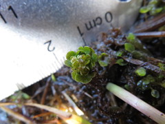 Chrysosplenium tetrandrum
