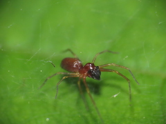 Dictynidae