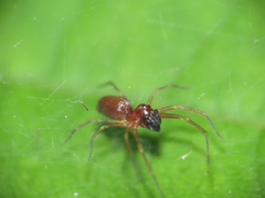 Dictynidae