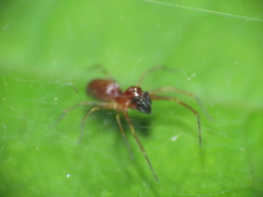 Dictynidae