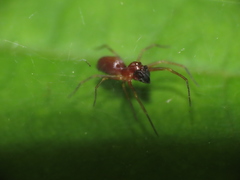 Dictynidae