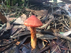 Cortinarius austrocinnabarinus
